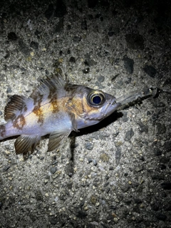 シロメバルの釣果