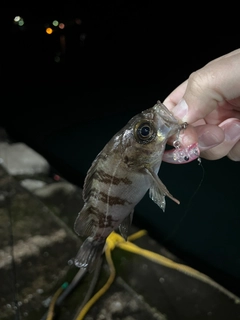 メバルの釣果