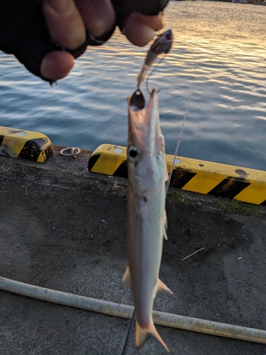 カマスの釣果