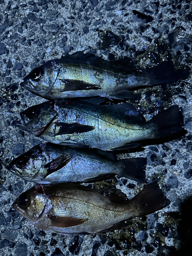 メバルの釣果