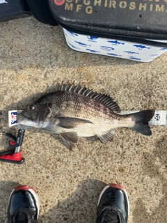 クロダイの釣果