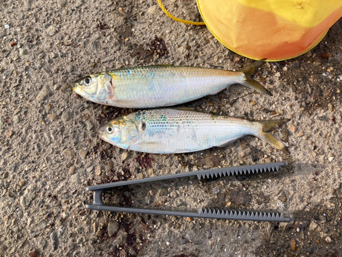 コノシロの釣果