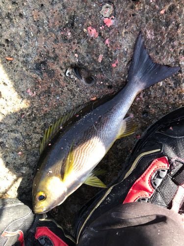 イサキの釣果