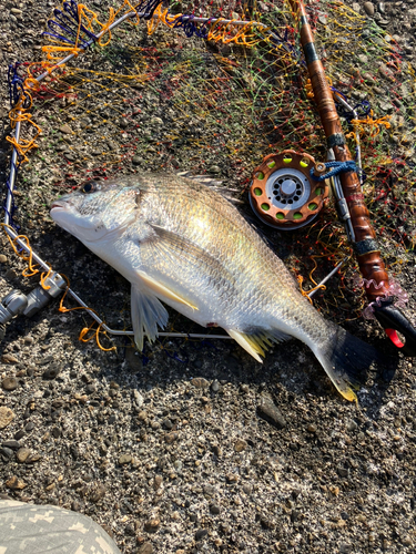 キビレの釣果