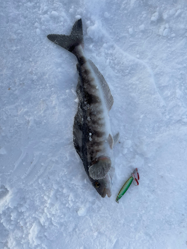 ホッケの釣果