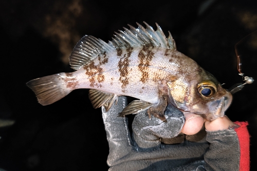 シロメバルの釣果