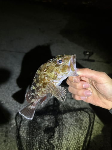 カサゴの釣果