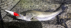 セイゴ（マルスズキ）の釣果