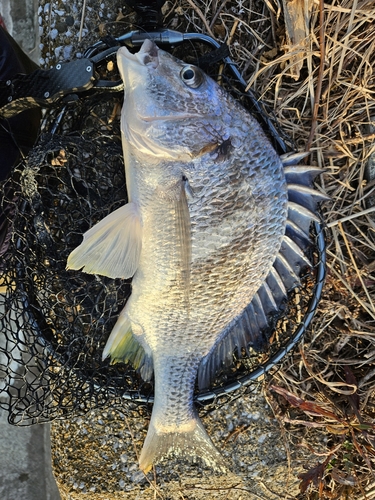 キビレの釣果