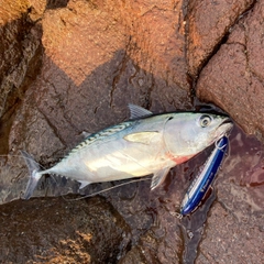 スマガツオの釣果