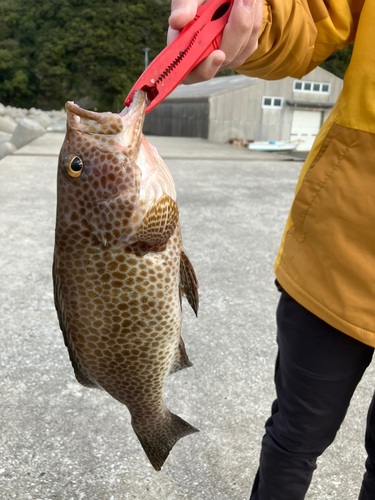 オオモンハタの釣果