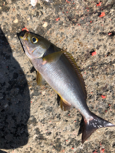 イサキの釣果