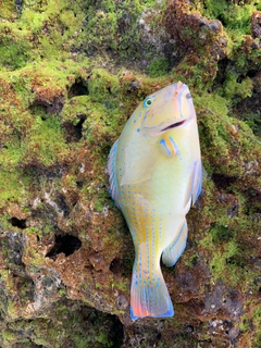 マクブの釣果