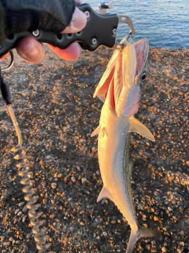 サゴシの釣果