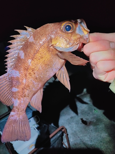 メバルの釣果