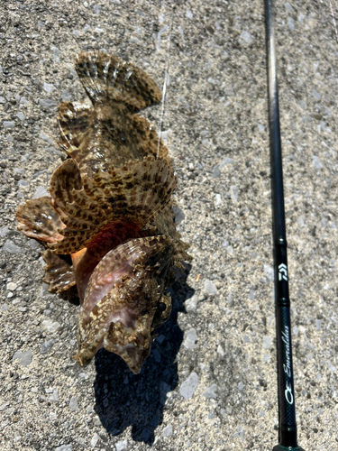 イヌカサゴの釣果