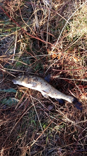 ニゴイの釣果