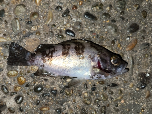 メバルの釣果