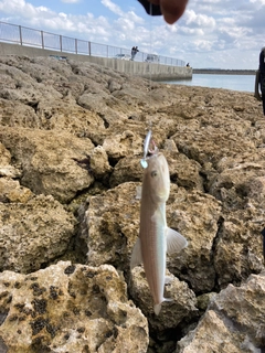 エソの釣果