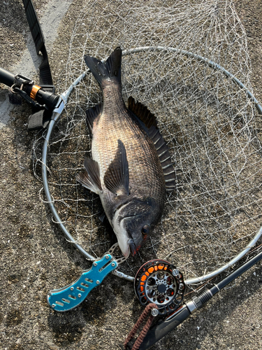 チヌの釣果