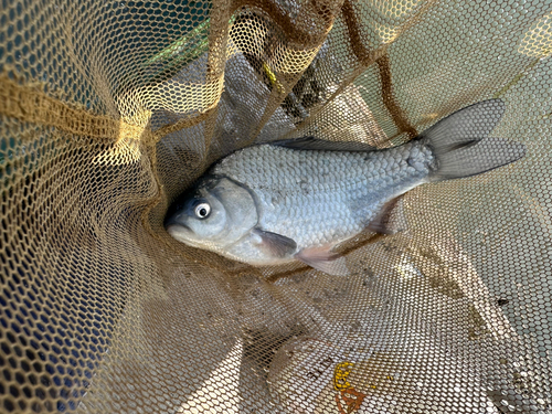 ヘラブナの釣果