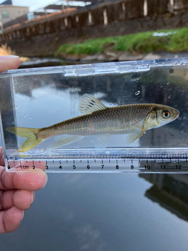 オイカワの釣果