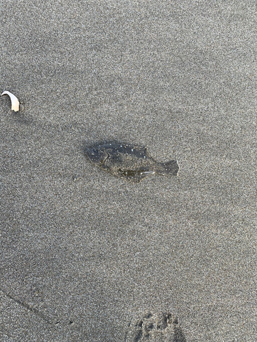 ソゲの釣果