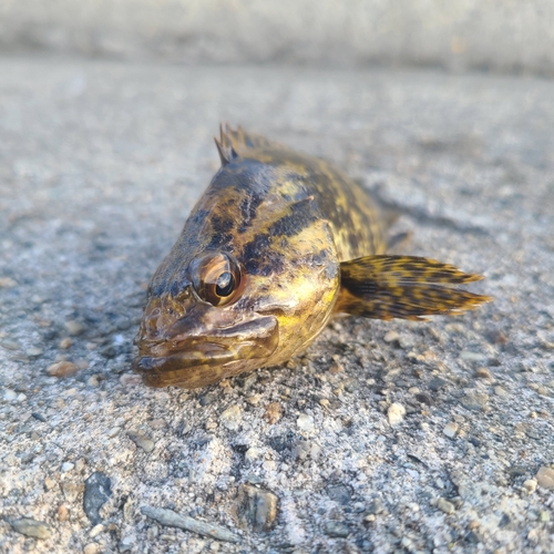 タケノコメバルの釣果