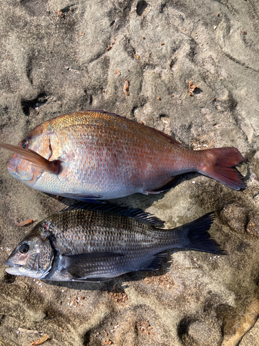 マダイの釣果