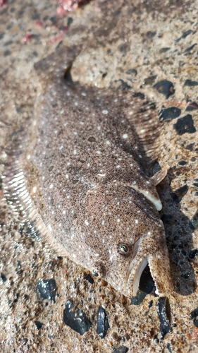 ソゲの釣果