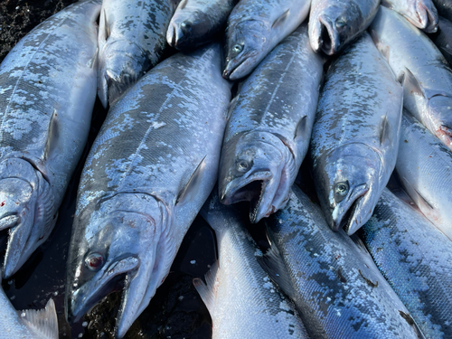 サクラマスの釣果