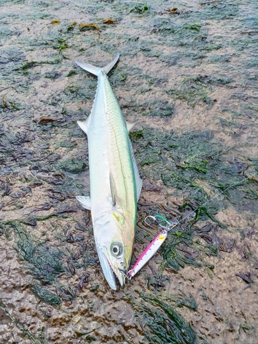 サゴシの釣果