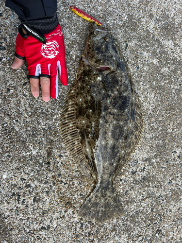 ヒラメの釣果