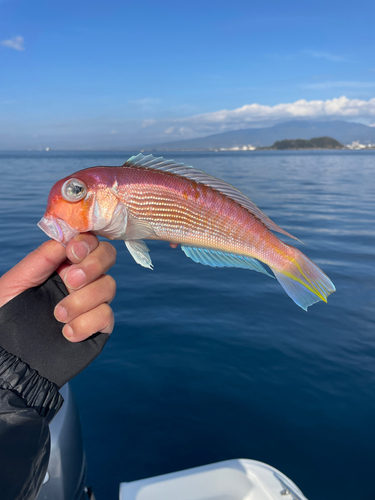 アカアマダイの釣果