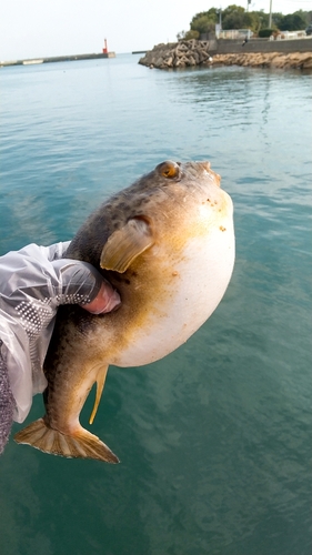 フグの釣果