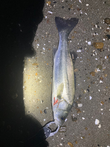 フッコ（マルスズキ）の釣果