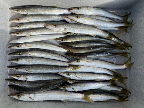 カマスの釣果