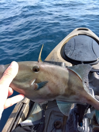 ウマヅラハギの釣果