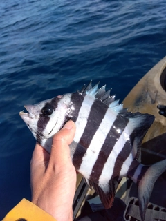 イシダイの釣果