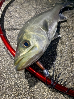 フッコ（マルスズキ）の釣果