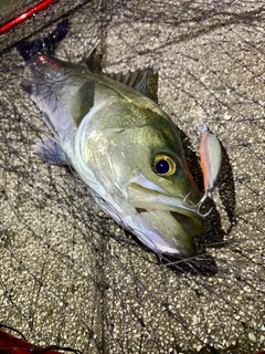 フッコ（マルスズキ）の釣果