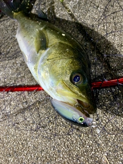 フッコ（マルスズキ）の釣果