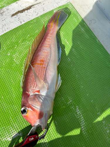 アマダイの釣果