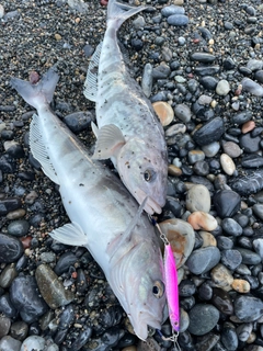 ホッケの釣果