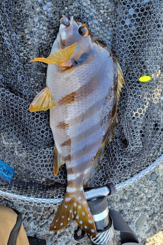 タカノハダイの釣果