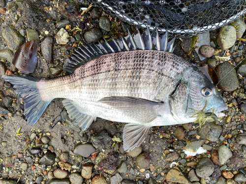 チヌの釣果