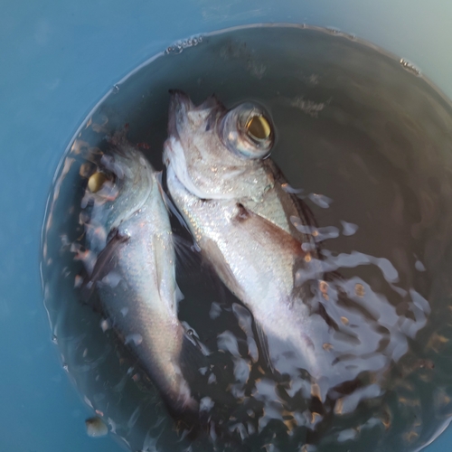 シロムツの釣果