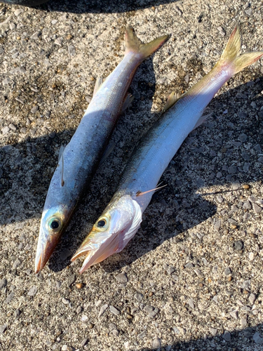 カマスの釣果