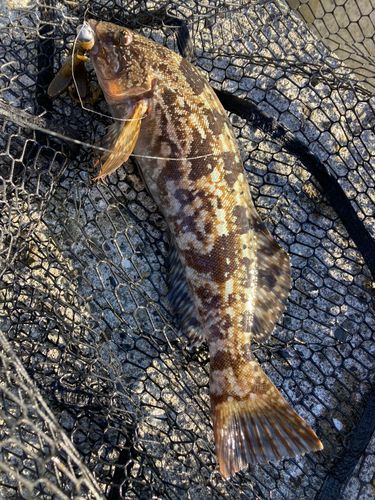 アイナメの釣果