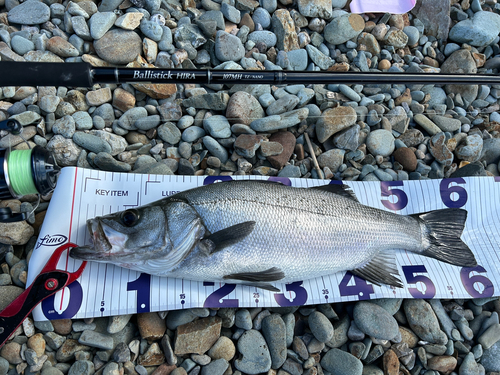 ヒラスズキの釣果